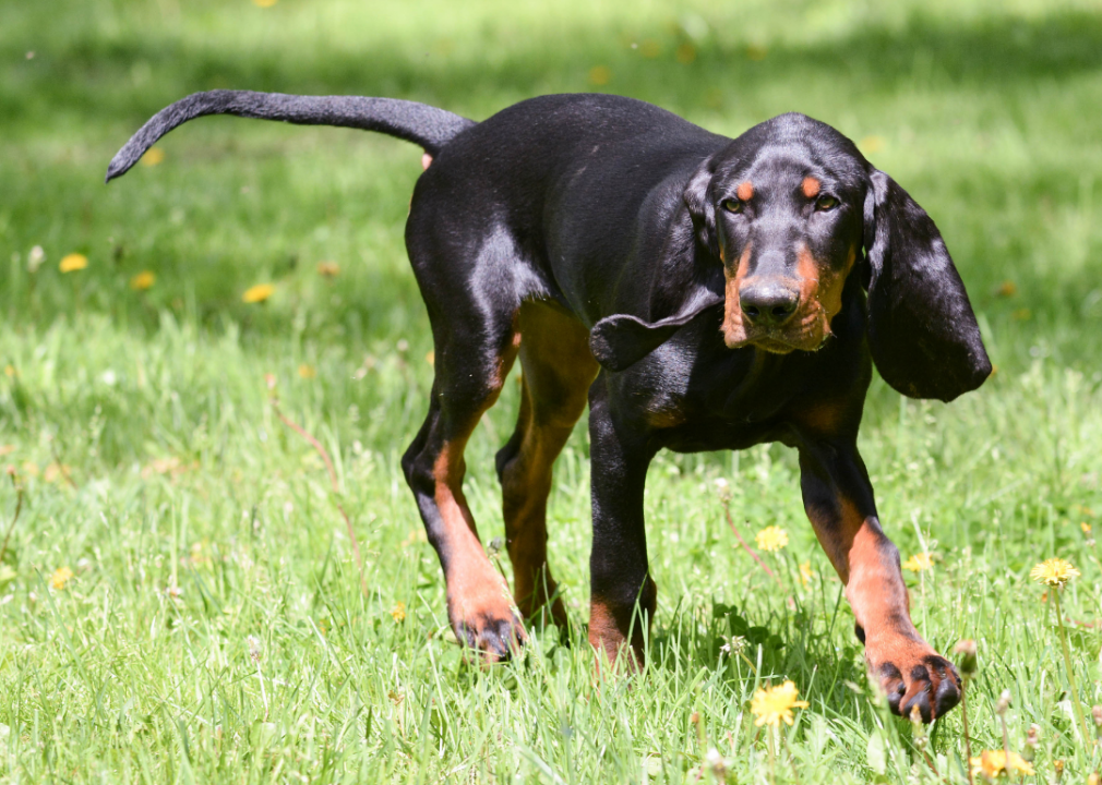#36. Black and tan coonhound (tie)